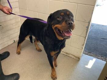 Rescue Rottweiler Dogs for Adoption in San Bernardino, California - HONEY | PetCurious