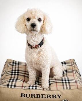 Miniature Poodle Dogs Available for Adoption - Biggie | PetCurious