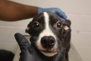 RICK -  Mixed Breed Dog for Adoption in Columbia, South Carolina - RICK | PetCurious