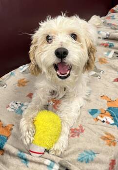 Mr. Muffin -  Terrier and Spaniel Dog for Adoption in Lake Forest, California - Mr. Muffin | PetCurious