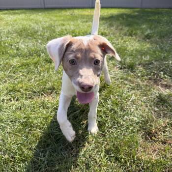 Ariel -  Mixed Breed Dog for Adoption in Homewood, Illinois - Ariel | PetCurious