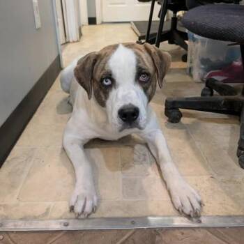 Porter -  Mixed Breed Dog for Adoption in Boaz, Alabama - Porter | PetCurious