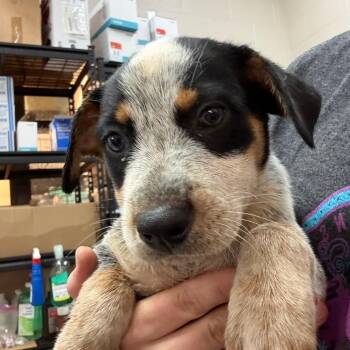 Ryder -  Australian Cattle Dog Blue Heeler Dog for Adoption in Ardmore, Oklahoma - Ryder | PetCurious