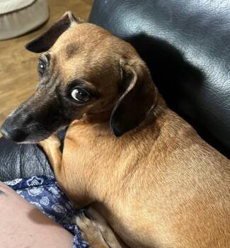 Rescue Miniature Dachshund Dogs for Adoption in Woodstock, Georgia - Carl | PetCurious
