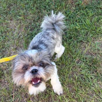 Coco Collins -  Shih Tzu Dog for Adoption in Houston, Texas - Coco Collins | PetCurious