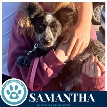 Samantha (Blue Belles) 062026 -  Australian Cattle Dog Blue Heeler Dog for Adoption in Kimberton, Pennsylvania - Samantha (Blue Belles) 062026 | PetCurious