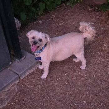 Chyna -  Maltese and Poodle Dog for Adoption in Las Vegas, Nevada - Chyna | PetCurious