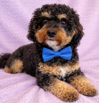 Bernedoodle Dogs Available for Adoption - Oreo | PetCurious
