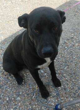 Pit Bull Terrier Dogs Available for Adoption in Lafayette, Louisiana - Mateo | PetCurious