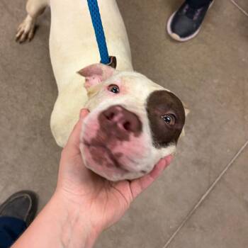 YORK-Stray-16190 -  Pit Bull Terrier Dog for Adoption in York, Pennsylvania - YORK-Stray-16190 | PetCurious