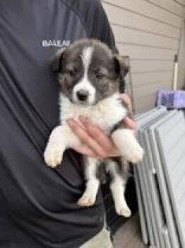 Border Collie Dogs Available for Adoption - Millie | PetCurious