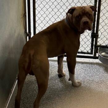 Stray - Victor Chandler Road -  Pit Bull Terrier Dog for Adoption in Roxboro, North Carolina - Stray - Victor Chandler Road | PetCurious