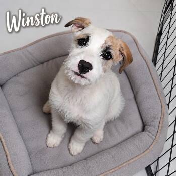Winston -  Terrier Dog for Adoption in Momence, Illinois - Winston | PetCurious