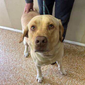 Tex -  Yellow Labrador Retriever and Mixed Breed Dog for Adoption in Chehalis, Washington - Tex | PetCurious