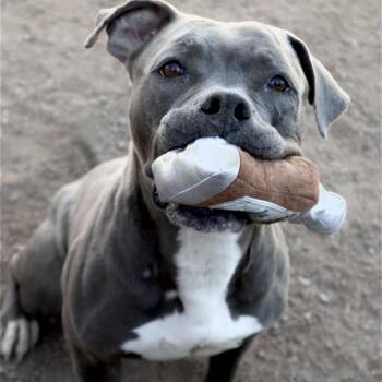 Hippo -  Pit Bull Terrier Dog for Adoption in Las Vegas, Nevada - Hippo | PetCurious