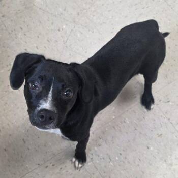 Black Labrador Retriever and Mixed Breed Dogs Available for Adoption - Lylah | PetCurious