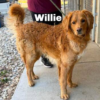 Willie 260334 -  Mixed Breed Dog Available for Adoption in Gladstone, Michigan - Willie 260334 | PetCurious