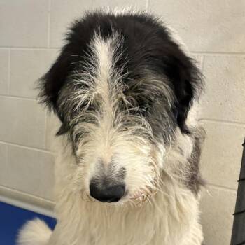 72330 -  Sheep Dog Dog for Adoption in Harrisonburg, Virginia - 72330 | PetCurious