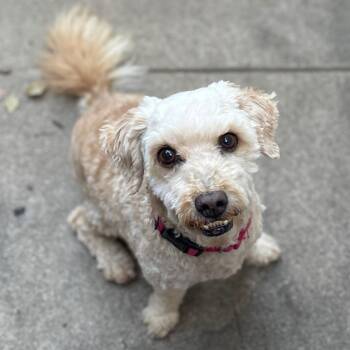 Rescue Poodle Dogs for Adoption in Palos Verdes Estates, California - Buddy | PetCurious