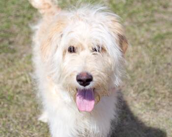 Standard Poodle and Labrador Retriever Dogs Available for Adoption in Winnipeg, Manitoba - Annie | PetCurious