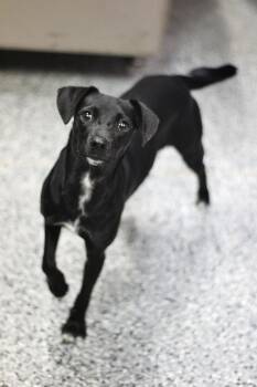 Carolina in NH. Come Meet our Adoptable Dogs Wednesday-Saturday. -  Feist and Chihuahua Dog for Adoption in Manchester, New Hampshire - Carolina In NH. Come Meet Our Adoptable Dogs Wednesday-Saturday. | PetCurious