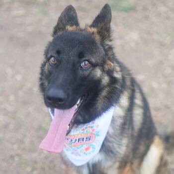 German Shepherd Dog Dogs Available for Adoption in San Antonio, Texas - ZOE | PetCurious