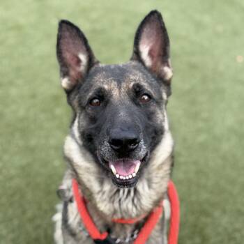 Gatora -  Belgian Shepherd Malinois Dog for Adoption in Philadelphia, Pennsylvania - Gatora | PetCurious