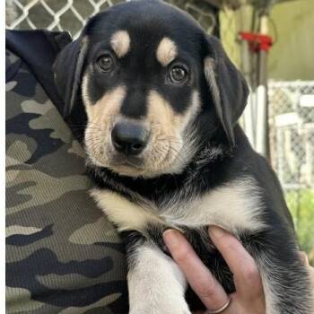 Labrador Retriever Dogs Available for Adoption - Jerry | PetCurious