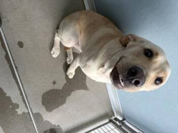 Daisy -  Labrador Retriever and Mixed Breed Dog for Adoption in Fresno, California - Daisy | PetCurious