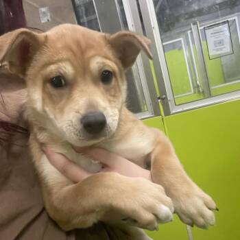 Husky and Mixed Breed Dogs Available for Adoption in Spokane, Washington - Peaches | PetCurious