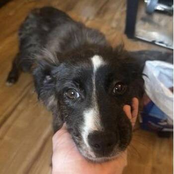 Terrier and Mixed Breed Dogs Available for Adoption in Fairfax, Virginia - Zoe | PetCurious