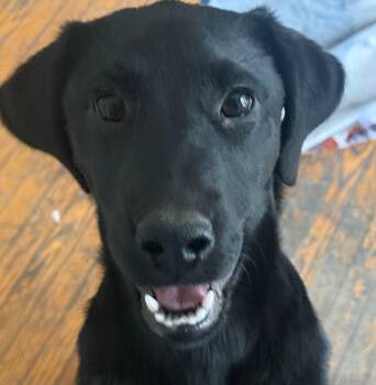 Black Labrador Retriever and Mixed Breed Dogs Available for Adoption in Winnipeg, Manitoba - Tango | PetCurious
