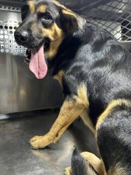 Rescue German Shepherd Dog and Mixed Breed Dogs for Adoption in Fort Worth, Texas - 59748942 | PetCurious