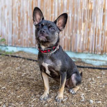 Mixed Breed Dogs Available for Adoption in Pasadena, California - Scarlett | PetCurious