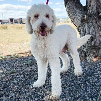 1184 (2026) Mama Paisley -  Goldendoodle and Mixed Breed Dog for Adoption in Parker, Colorado - 1184 (2026) Mama Paisley | PetCurious