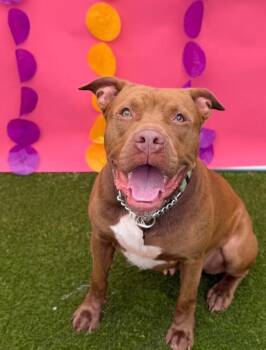 Poca -  Mixed Breed Dog for Adoption in Miamitown, Ohio - Poca | PetCurious