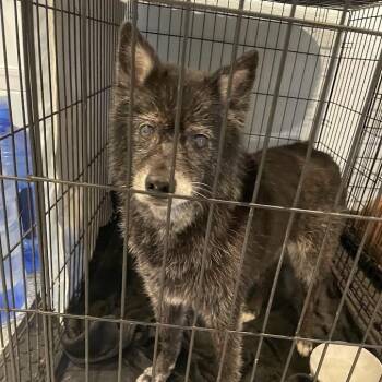 Mela -  Mixed Breed Dog for Adoption in Port Charlotte, Florida - Mela | PetCurious