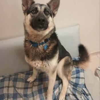 German Shepherd Dog and Mixed Breed Dogs Available for Adoption in Los Angeles, California - Samara | PetCurious