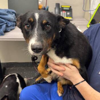 Becky -  Mixed Breed Dog for Adoption in Columbiana, Alabama - Becky | PetCurious