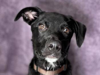 Sully -  Staffordshire Bull Terrier and Mixed Breed Dog for Adoption in Portland, Oregon - Sully | PetCurious