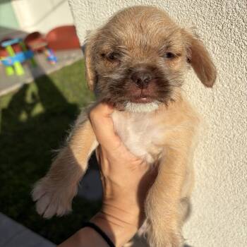 Posie -  Shih Tzu Dog for Adoption in Harlingen, Texas - Posie | PetCurious