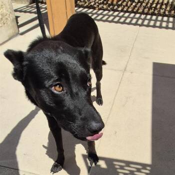 RAYO -  German Shepherd Dog Dog for Adoption in San Antonio, Texas - RAYO | PetCurious