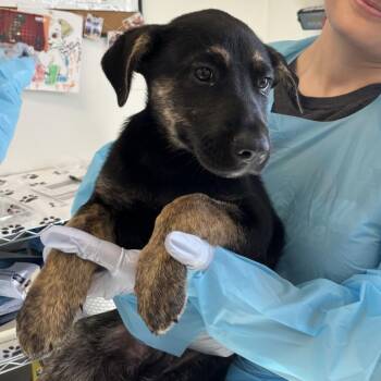 German Shepherd Dog and Mixed Breed Dogs Available for Adoption in Nashville, Tennessee - Calum | PetCurious