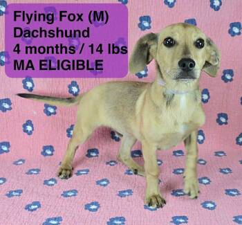 Dachshund Dogs Available for Adoption - FLYING FOX | PetCurious