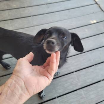 Rescue Chihuahua Dogs for Adoption in San Pablo, California - Morticia | PetCurious