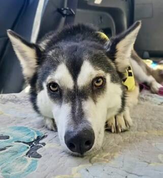 Siberian Husky Dogs Available for Adoption in Thousand Oaks, California - Skylar - URGENT AND AT RISK | PetCurious