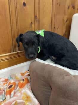 Ferb -  Terrier Dog for Adoption in Raleigh, North Carolina - Ferb | PetCurious