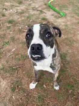 Boxer Dogs Available for Adoption in Little Rock, Arkansas - Flora | PetCurious