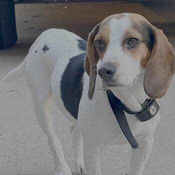 Jolene -  Beagle Dog for Adoption in Cincinnati, Ohio - Jolene | PetCurious