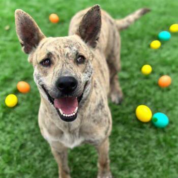 Rescue Spitz Dogs for Adoption in Brownsboro, Alabama - Lily | PetCurious